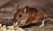 24 Hour & Emergency Exterminators in Woodsboro, MD